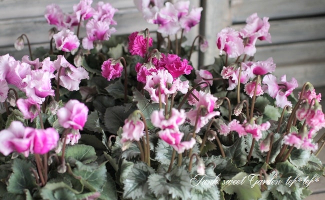 シクラメン 最新品種！希少！ 『ピコフリンジ』ピンク系 | すべての