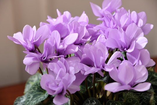 シクラメン i>Cyclamen persicum</i><BR><BR>八重咲きシクラメン<BR>しだれ咲き