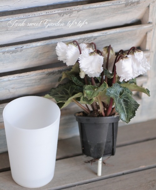 大栄花園ブリーディングセレクション ミニシクラメン マクルール チョコレート すべての商品 Junk Sweet Garden Tef Tef