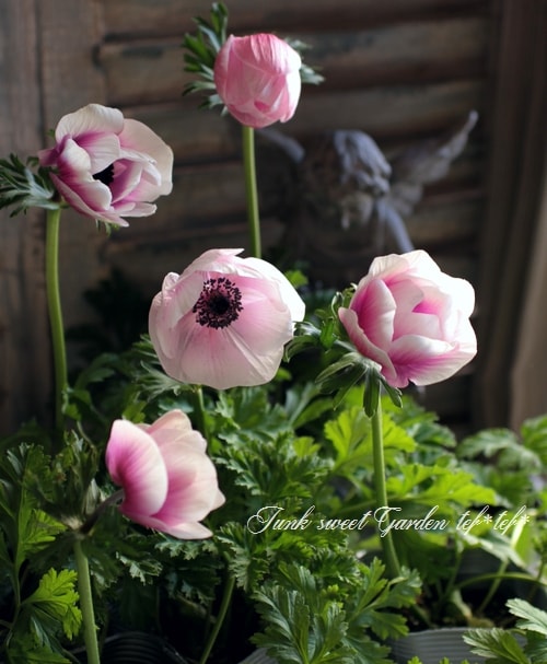 i>Anemone”Porto”</i><BR><BR>アネモネ<BR>矮性品種 『・ポルトMIX