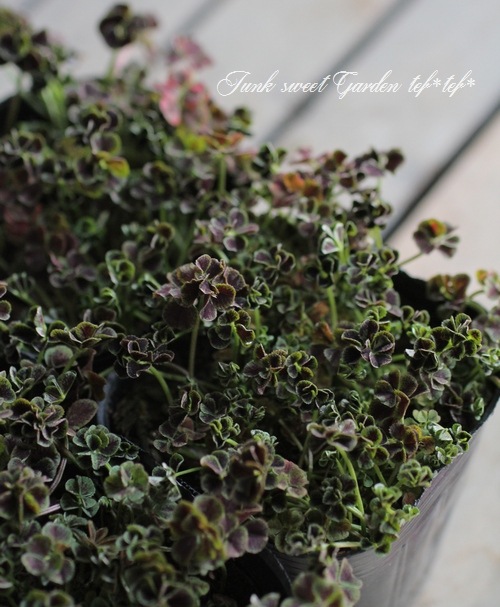 �ߤ�ȱ�ݥ��󥸥��륯�����С����إ����ꥢ����