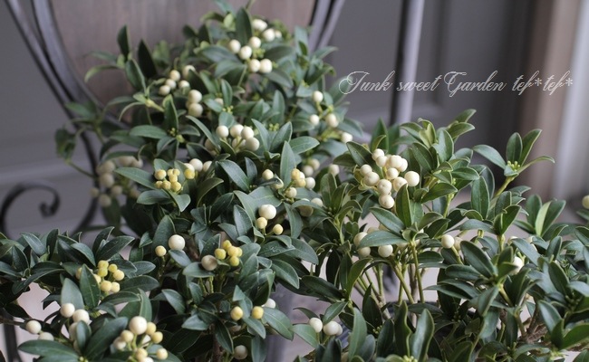 スキミア フルーツアルボ 新品種 すべての商品 Junk Sweet Garden Tef Tef