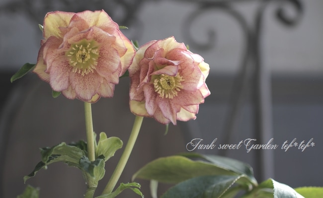 クリスマスローズ 富山県・松浦園芸 『ダブル No.D』 | すべての商品