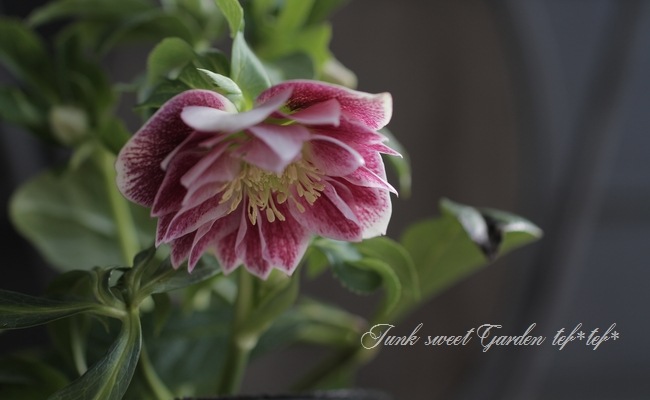 そ*♪様 ❤️プチプチ新芽❤️1283 【❤️極上❤️ソレイユ】クリスマスローズ 広瀬園芸カップ咲きピンクボカシddソレイユ系縁白開花株クリスマスローズ