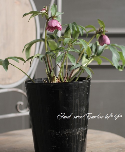 クリスマスローズ 大和園・佐藤さん作出 『ダブルピンク』 No.3