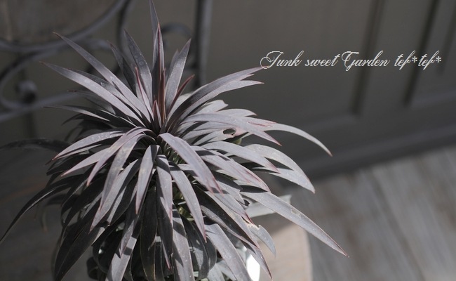 ユッカ 『デスメティアーナ』 No.C | すべての商品 | | Junk sweet