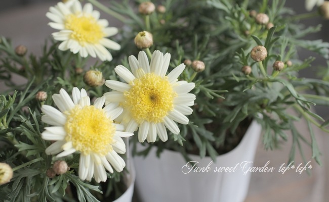 ����ݤݺ餭�ޡ�����åȡ��ؤݤݤ���١���������