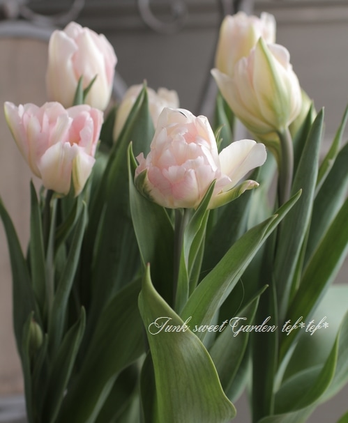 □冷蔵チューリップ 大人色！八重咲き 『フォックストロット』 約7球