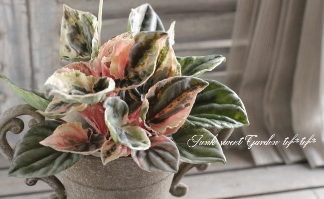観葉植物 斑入りペペロニア ニューピンクレディ すべての商品 Junk Sweet Garden Tef Tef 観葉植物 斑入りペペロニア ニューピンクレディ すべての商品 Junk Sweet Garden Tef Tef