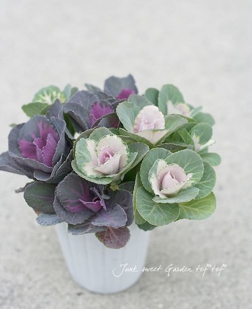 けいちゃん　ミニ葉牡丹の寄せ植え 10号鉢 ミニ葉牡丹の寄せ植え 10号鉢 - メルカリ