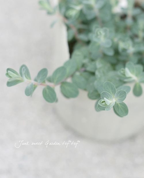 �ҥڥꥫ�ࡡ�إ���С��ʡ�