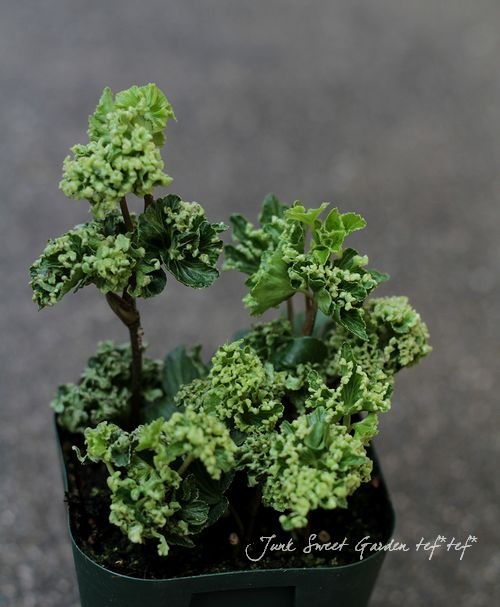 �إǥ顡�ؿ���١�-��������-