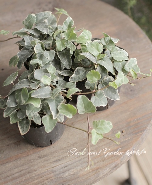 �إǥ顡�إ�ȥ�ץ���ʡ�