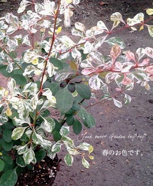 <i>Berberis thunbergii</i><BR><BR>�տ����ȤäƤ�����<BR>�������ڡ��᥮<BR>�إϡ��졼���������