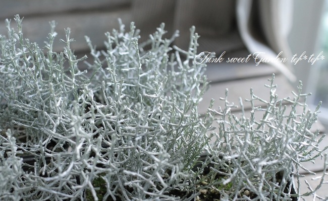 �������ե��륹���إץ�����ʡ� 