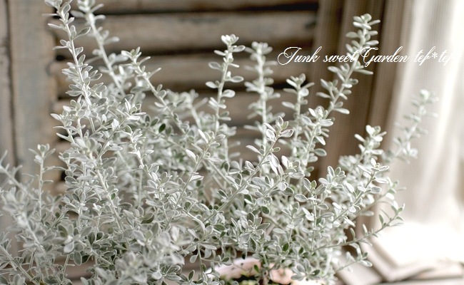 ���쥢�ꥢ���إ�ȥ륹�⡼������