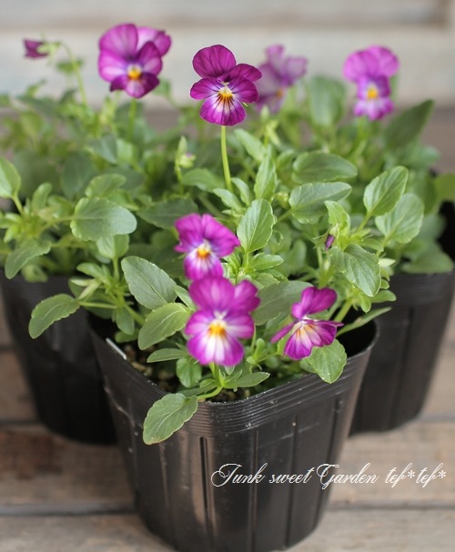 ビオラ i>Viola×wittrockiana </i><BR><BR>平塚弘子さん育種！<BR>黒ビオラ<BR