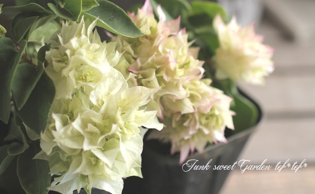 i>Bougainvillea</i><BR><BR>ブーゲンビリア<BR>ホワイトピンク