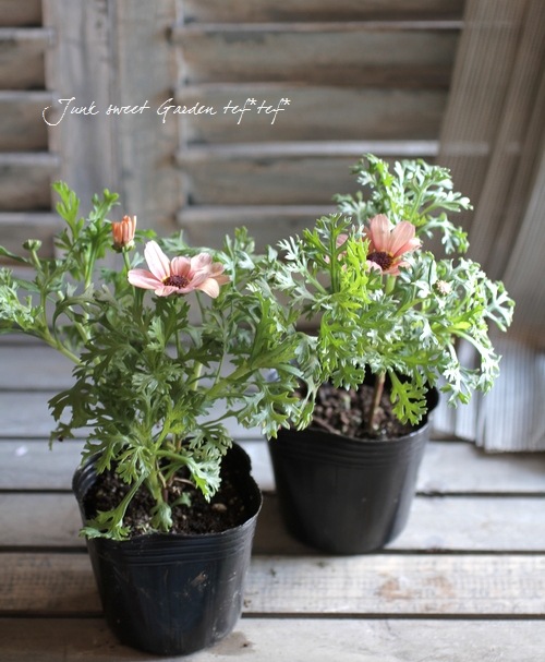 <i>Chrysanthemum frutescens</i><BR><BR>�Ѥ��餭�ޡ�����å�<BR>�إԡ������������