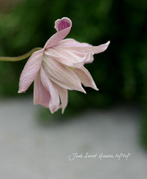 レア!! 遊佐未森/clematis 帯付き】遊佐未森 DVD ／ 『mimori yusa