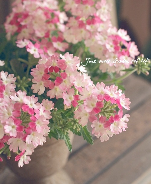 <i>Verbena spp. </i><BR><BR>���ܷϥС��٥ʡ���ʥ�<BR>�إĥ���������