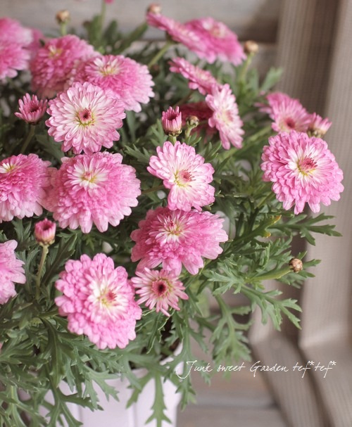 Argyranthemum frutescens<BR><BR>マーガレット・サマーソング<BR