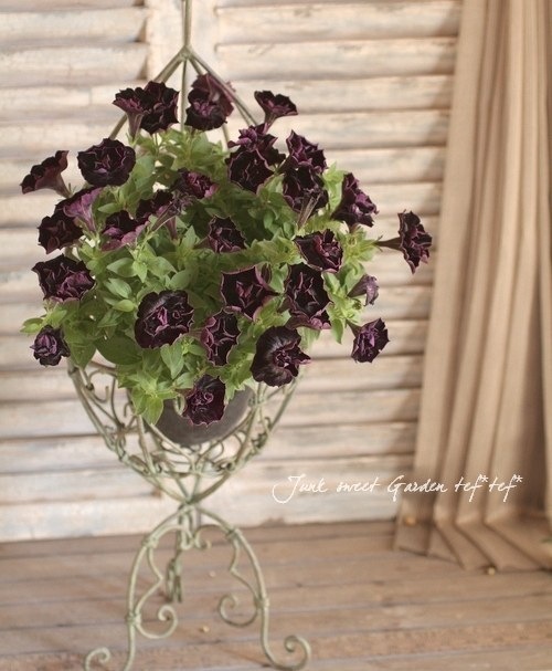 �ڲ�˧���ꥸ�ʥ�� Ȭ�ź餭�ڥ���˥�������ꥨ�åȡ��إ֥�å���