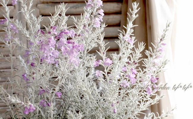 エレモフィラ ニベア すべての商品 Junk Sweet Garden Tef Tef エレモフィラ ニベア すべての商品 Junk Sweet Garden Tef Tef