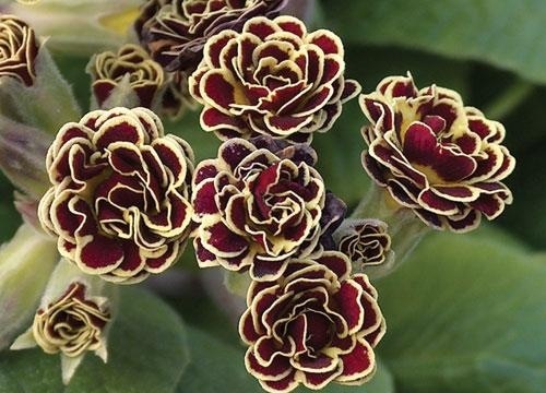 <i>Primula</i>Ȭ�ź餭��<BR>���󥰥�å���ץ���<BR>�إȡ��ȥ����������