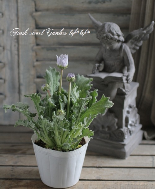 �ɺ��������ȥ��� �إ����ǥ�����