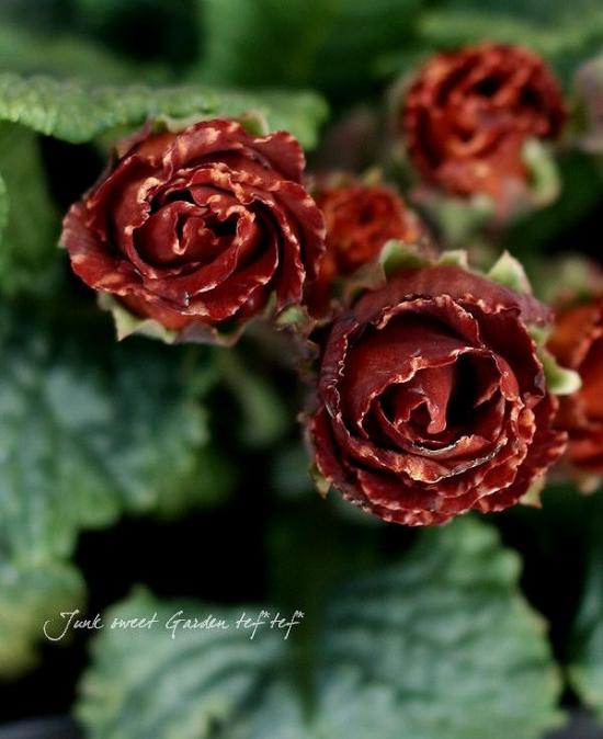 ���祳�졼�ȿ��Υץ��顦����ꥢ�� �إ��祳���