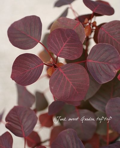 �桼�ե���ӥ����إ��祳�꡼�ա١��ݤߤΤ��������բ�