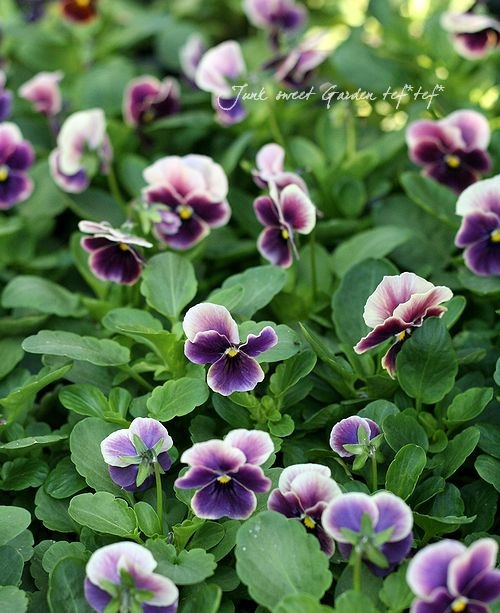 ビオラ　Viola Viola ビオラ premium Viora selection ブラウンにパープルが入った