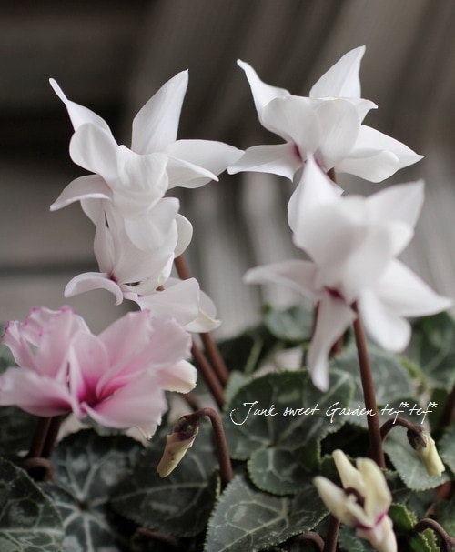 シクラメン シクラメン／ミニシクラメン - OZ'PLANTS