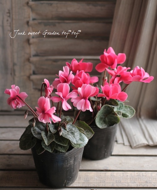 i>Cyclamen persicum</i><BR><BR>八重咲きシクラメン<BR>しだれ咲き