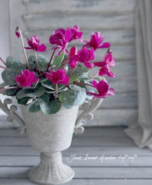 シクラメン i>Cyclamen persicum</i><BR><BR>八重咲きシクラメン<BR>しだれ咲き