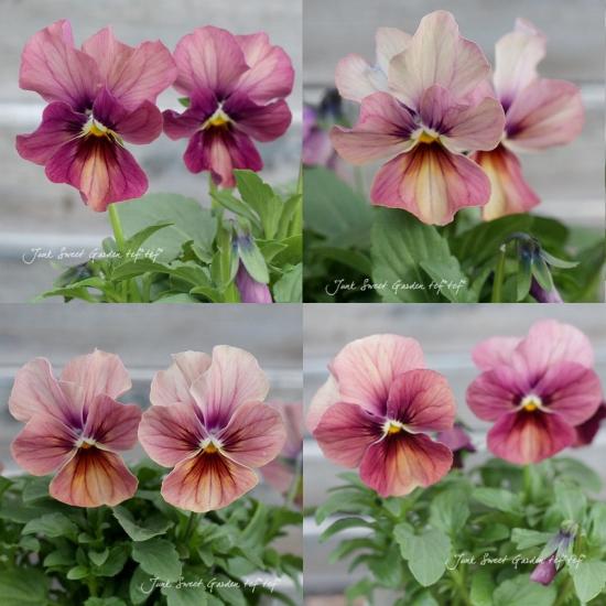 i>Viola×wittrockiana </i><BR><BR>ビオラ<BR>アンティークピンク<BR