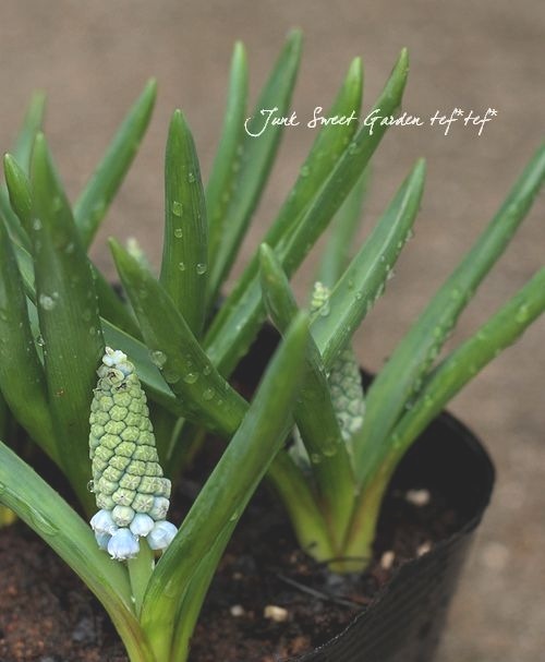 ���ڵ庬��ʪ�ۥॹ���ꡡ�إ��������ޥ��å���