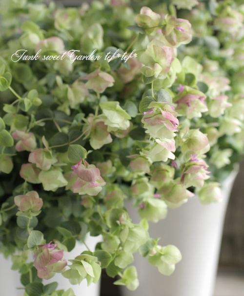 �֥��쥬�Ρ��إ���ȥӥ塼�ƥ�����