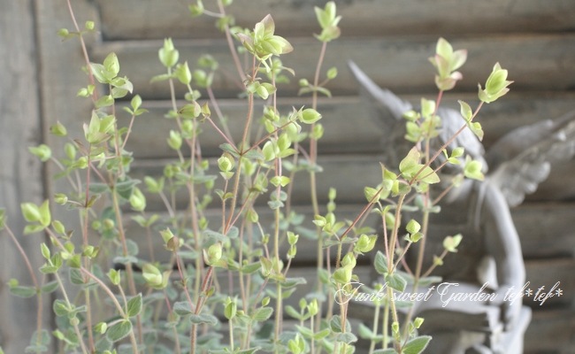 <i>Origanum rotundifolium</i><BR><BR>Ωβ֥쥬<BR>إͥ饤ȡ