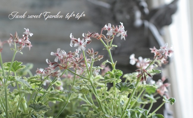 �ʥĥᥰ����˥��ࡡ�إޡ��֥�����