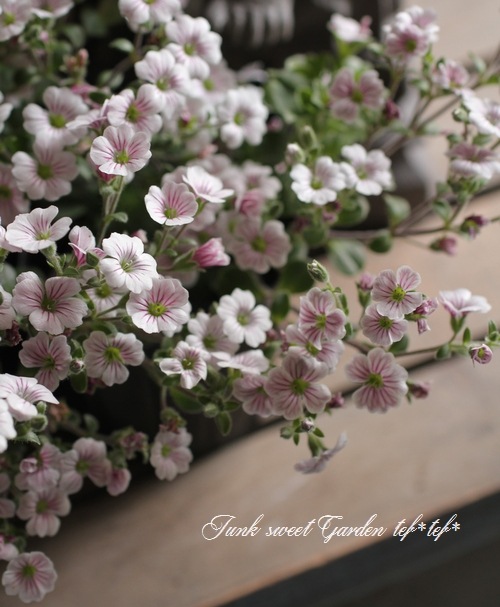 セラスチオイデス 『カーペットかすみ草』 | すべての商品 | | Junk