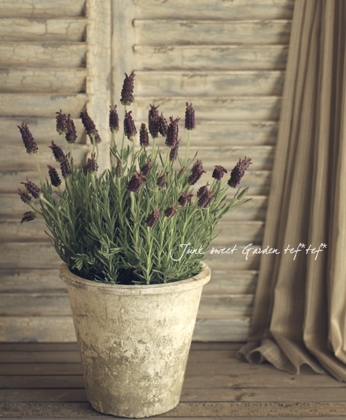 Flench lavender<BR><BR>�ե�����٥����<BR>�إ��祳�졼�ȡ�