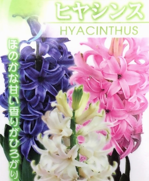 □【芽だし球根】 『ヒヤシンス』 3色MIX植え | すべての商品 | | Junk
