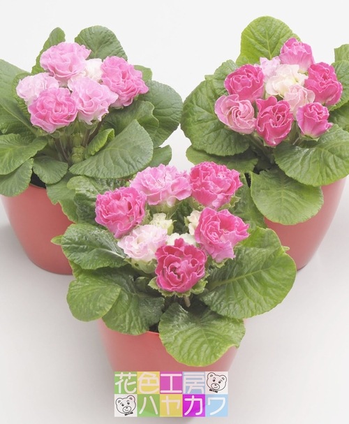 �ץ��顦����ꥢ�󡡡ؤ������Υߥ�ե������