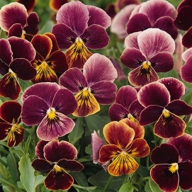 i>Viola×wittrockiana </i><BR><BR>小さく可愛らしいビオラ