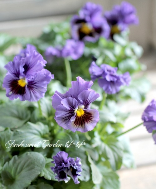 <i>Violawittrockiana </i><BR><BR>եѥ󥸡<BR>եꥺ륷<BR>إ֥롼