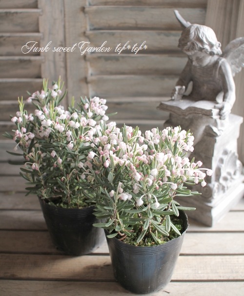 I Andromeda Polifolia I Br Br ヒメシャクナゲ Br ブルーアイス Flower Species Junk Sweet Garden Tef Tef