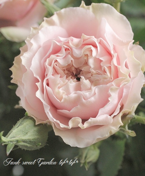 �ߥ˥Х顡�ѥƥ�������������������󡡡إ���ޥ�����������ߡ�