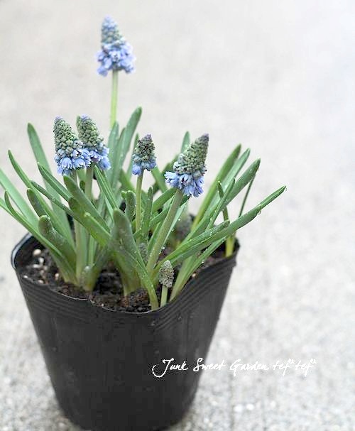 <i>Muscari Artist</i><BR><BR>Ф庬<BR>ॹ إƥȡ